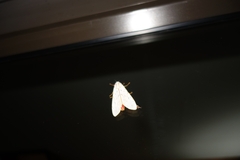 Rhodogastria similis