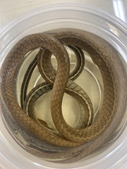 Chironius flavolineatus