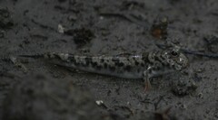 Periophthalmus variabilis