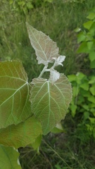 Populus tomentosa