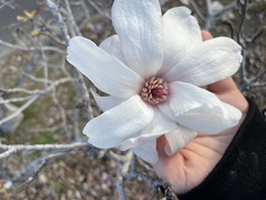 Magnolia kobus