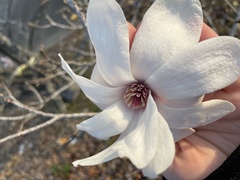 Magnolia kobus