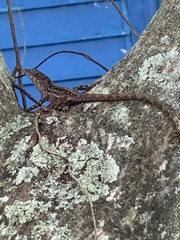 Anolis sagrei
