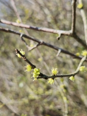 Forestiera segregata
