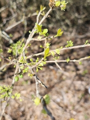 Forestiera segregata