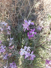 Matthiola longipetala