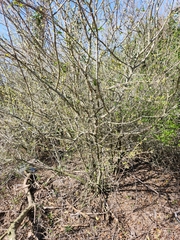 Forestiera segregata