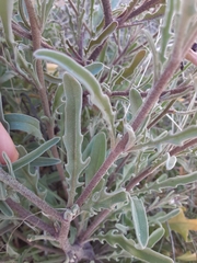 Matthiola longipetala