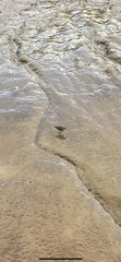 Scolopacidae