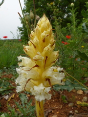 Orobanche crenata