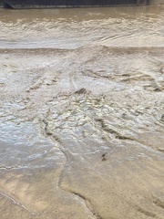 Scolopacidae