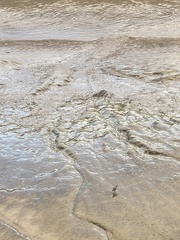 Scolopacidae