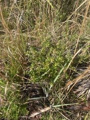 Vaccinium myrsinites