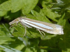 Crambus laqueatellus