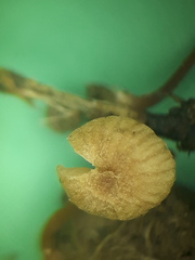 Tubaria minutalis