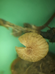 Tubaria minutalis