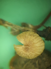 Tubaria minutalis