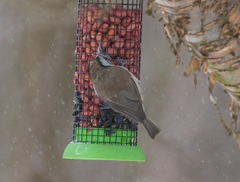 Lophophanes cristatus