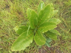 Cyphostemma viscosum