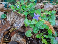 Viola reichenbachiana