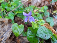 Viola reichenbachiana
