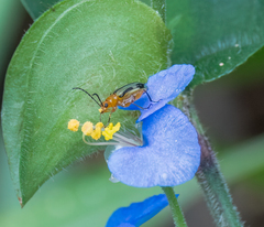 Neolema exclamationis