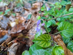 Viola reichenbachiana