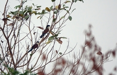 Centropus senegalensis