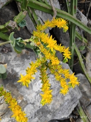 Sedum palmeri