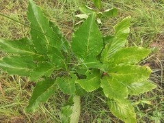 Cyphostemma viscosum