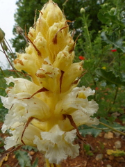 Orobanche crenata