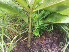 Cyphostemma viscosum