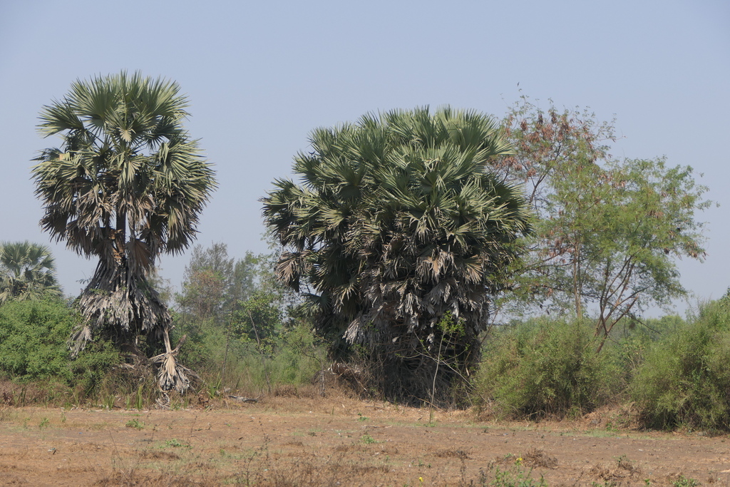 Borassus flabellifer, Vasai, Maharashtra, India