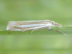 Crambus laqueatellus