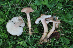 Calocybe carnea