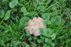 Calocybe carnea