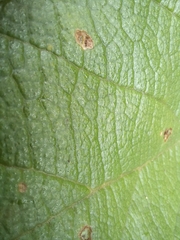 Cyphostemma viscosum