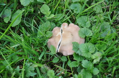 Calocybe carnea