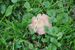 Calocybe carnea