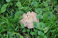 Calocybe carnea