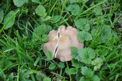 Calocybe carnea