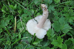 Calocybe carnea