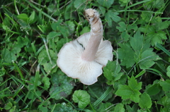 Calocybe carnea