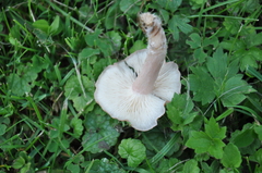 Calocybe carnea