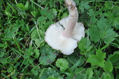 Calocybe carnea