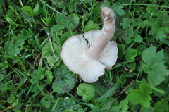 Calocybe carnea