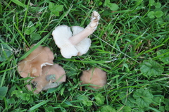 Calocybe carnea