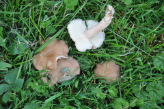 Calocybe carnea