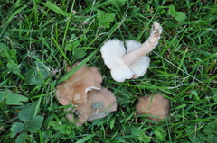 Calocybe carnea