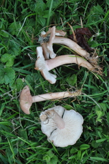 Calocybe carnea